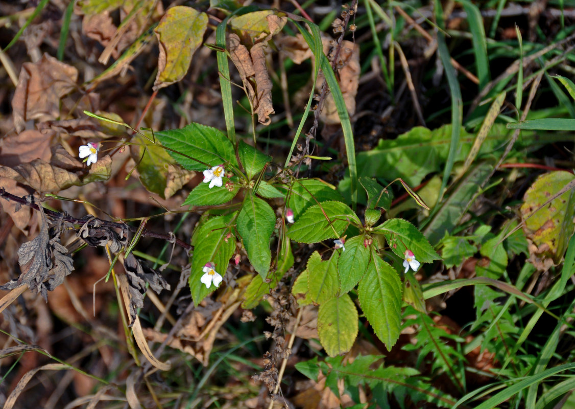 Изображение особи Impatiens parviflora.