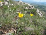 Tulipa hungarica