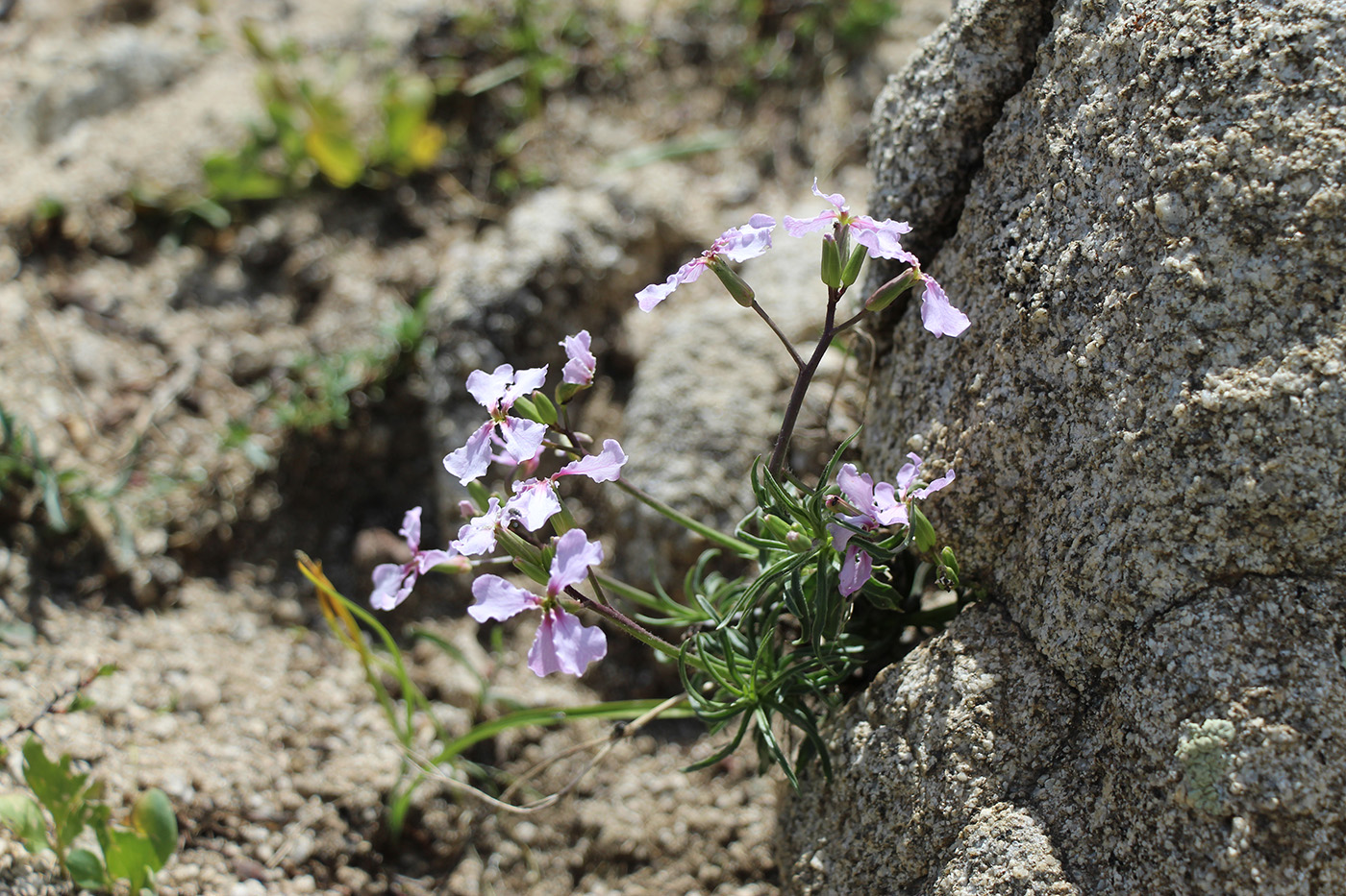 Image of Parrya fruticulosa specimen.