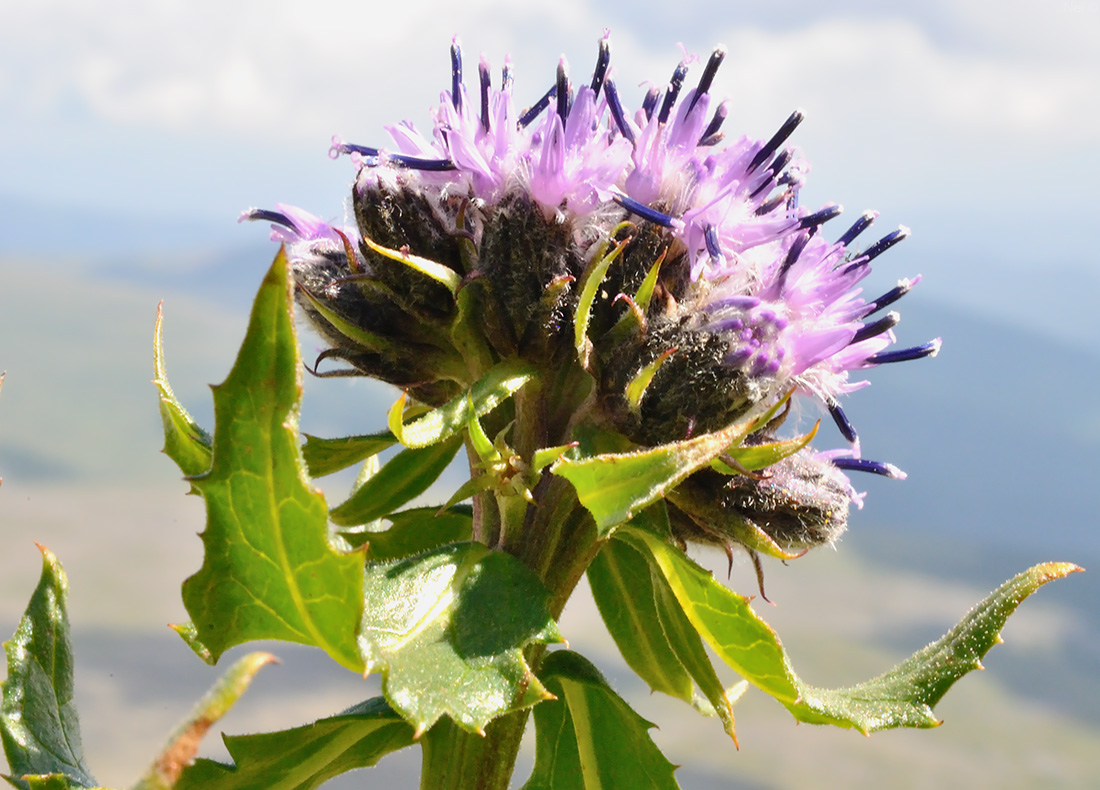 Image of Saussurea foliosa specimen.