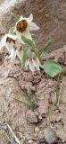 Fritillaria baisunensis