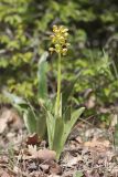 Orchis punctulata