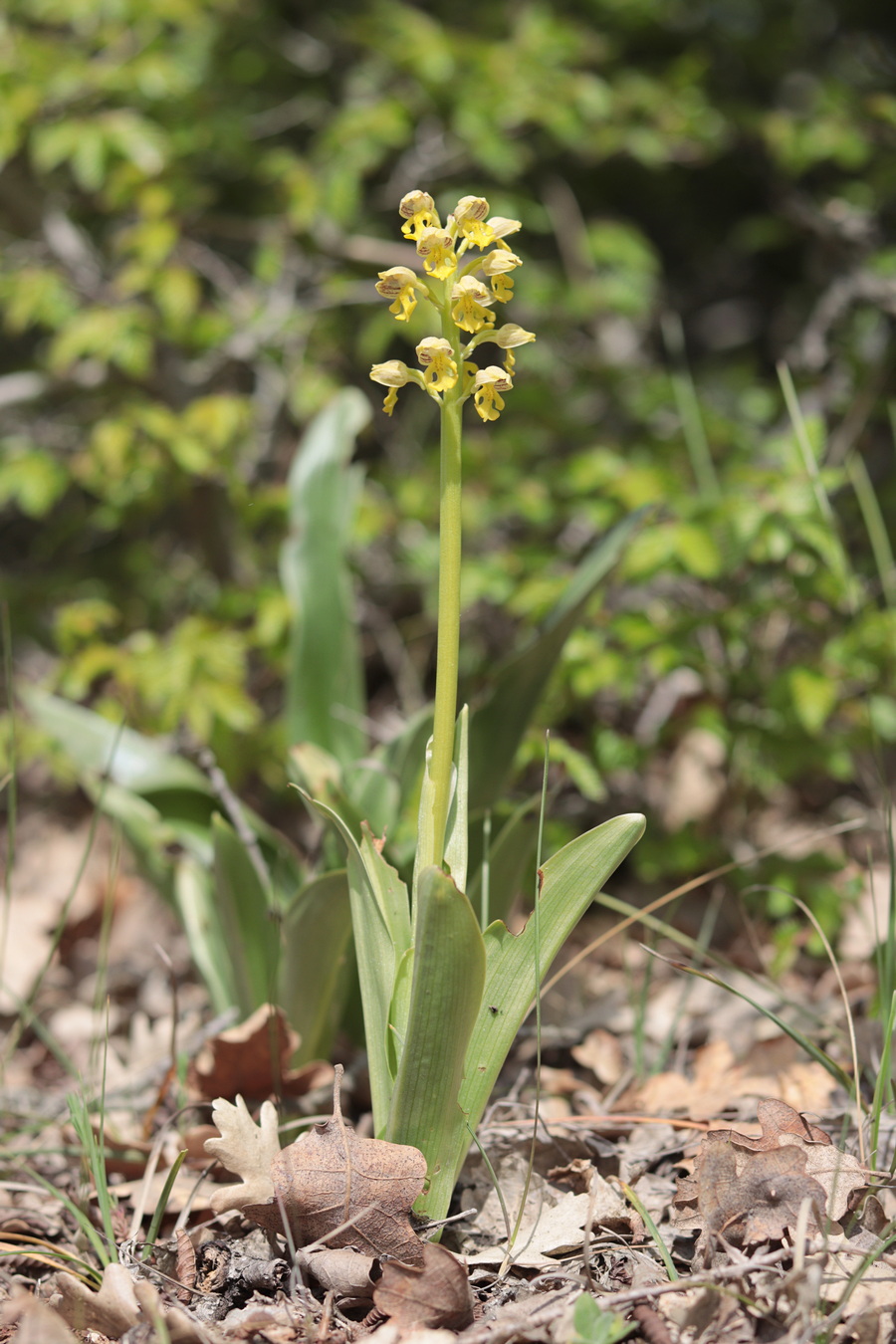 Image of Orchis punctulata specimen.