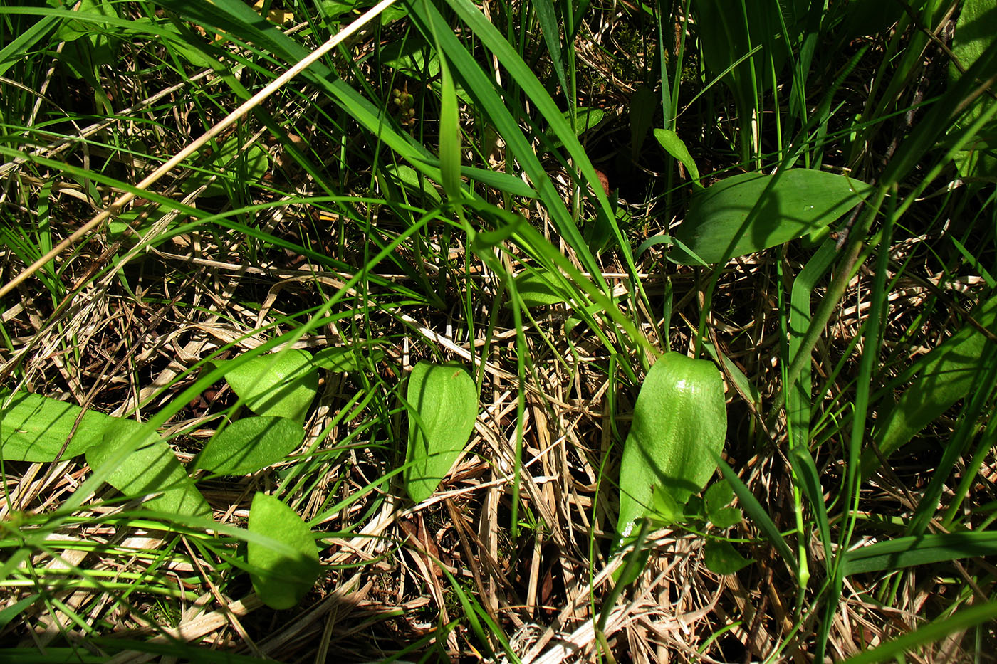 Image of Ophioglossum vulgatum specimen.