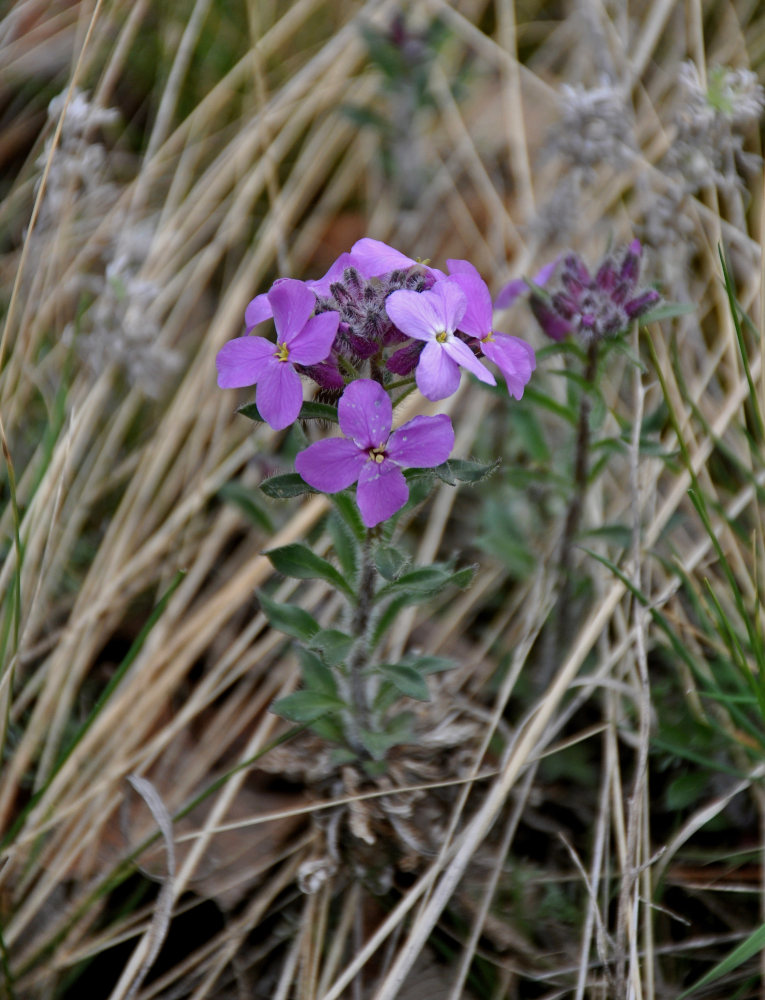 Image of Clausia aprica specimen.