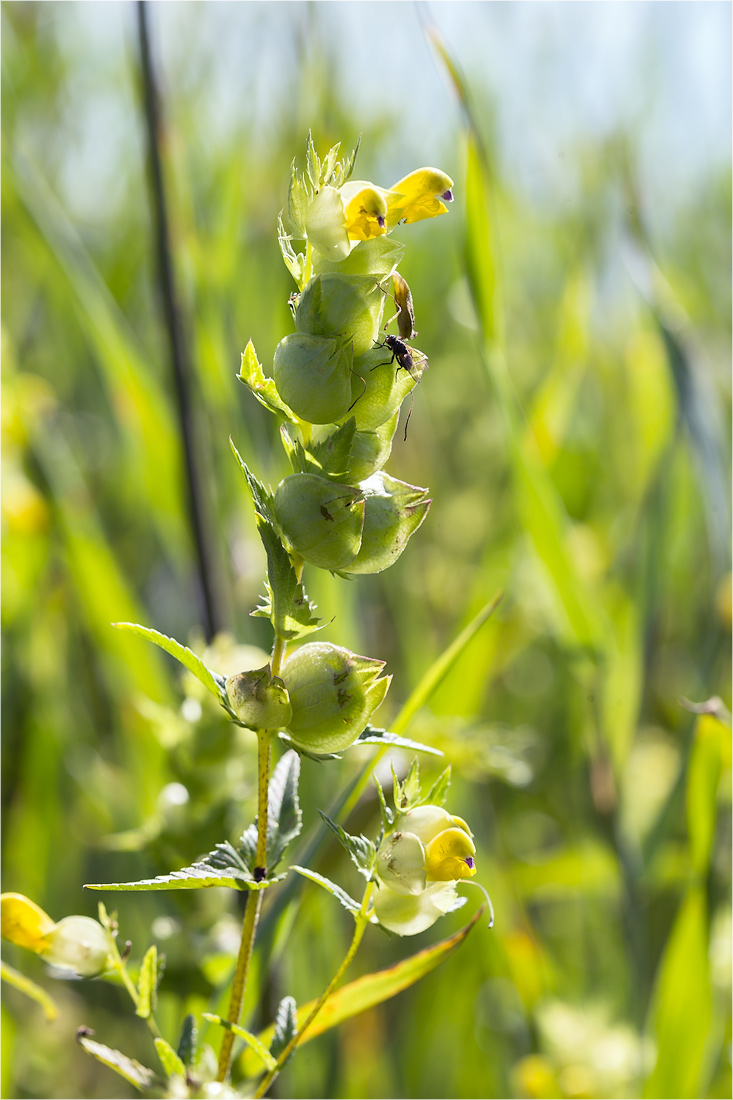 Image of Rhinanthus minor specimen.