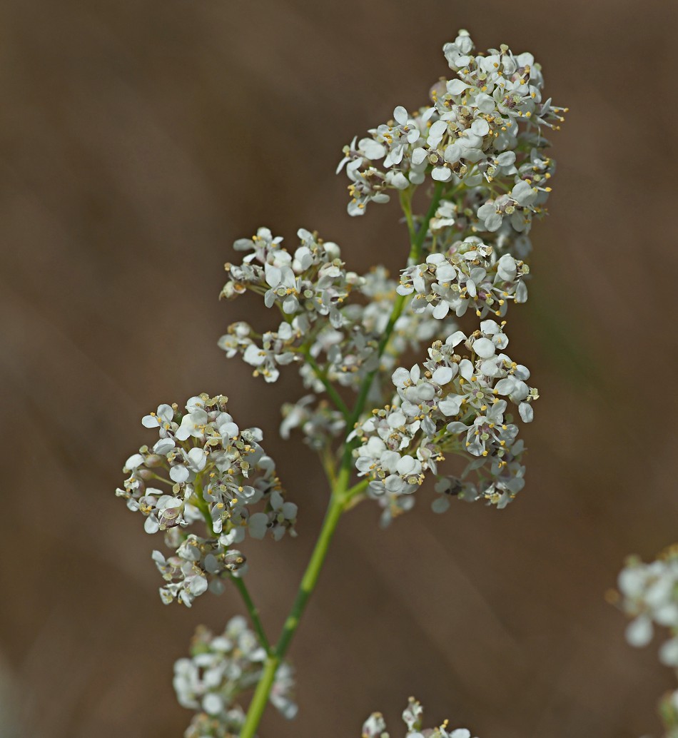 Изображение особи Lepidium latifolium.