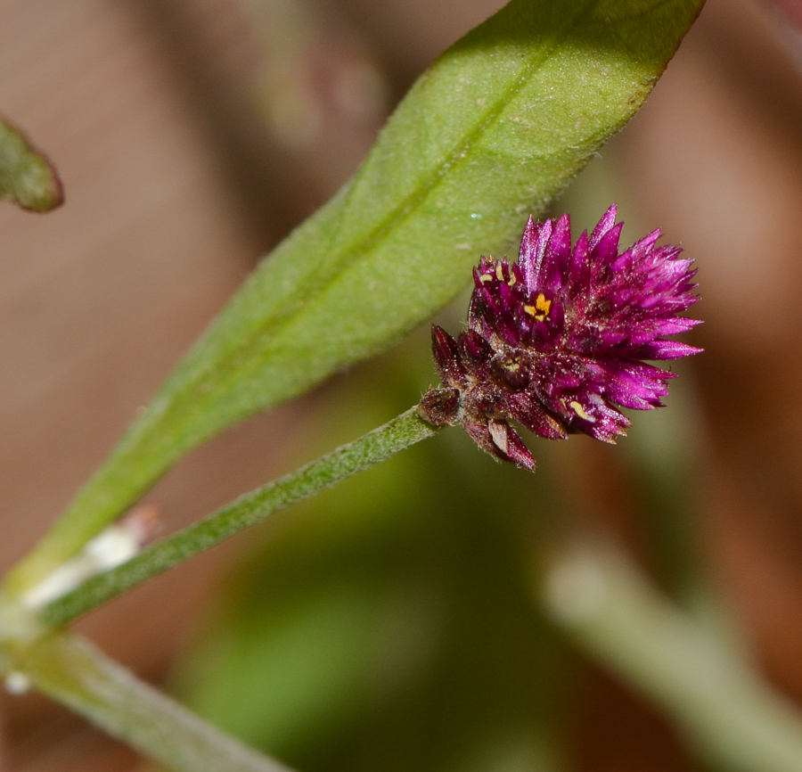 Изображение особи Alternanthera porrigens.