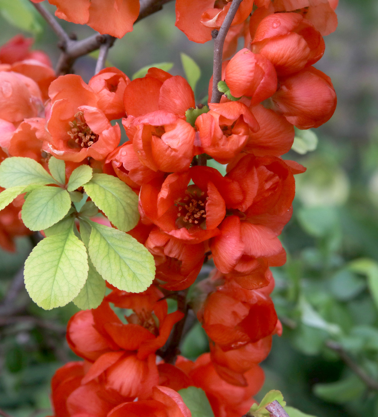 Изображение особи Chaenomeles japonica.