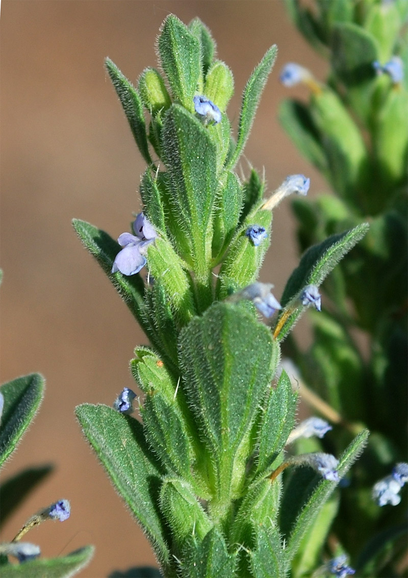 Image of Lallemantia royleana specimen.