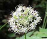 Allium quercetorum. Соцветие. Крым, Бахчисарайский р-н, окр. с. Трудолюбовка, нижняя часть склона г. Сарыман, ясенево-дубовый лес. 11.06.2021.