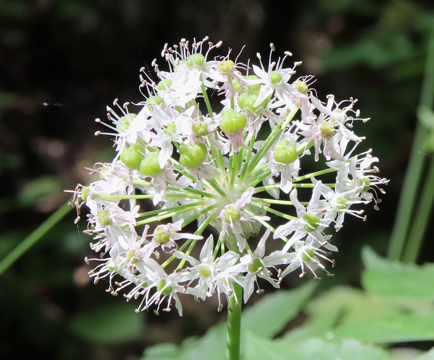 Image of Allium quercetorum specimen.