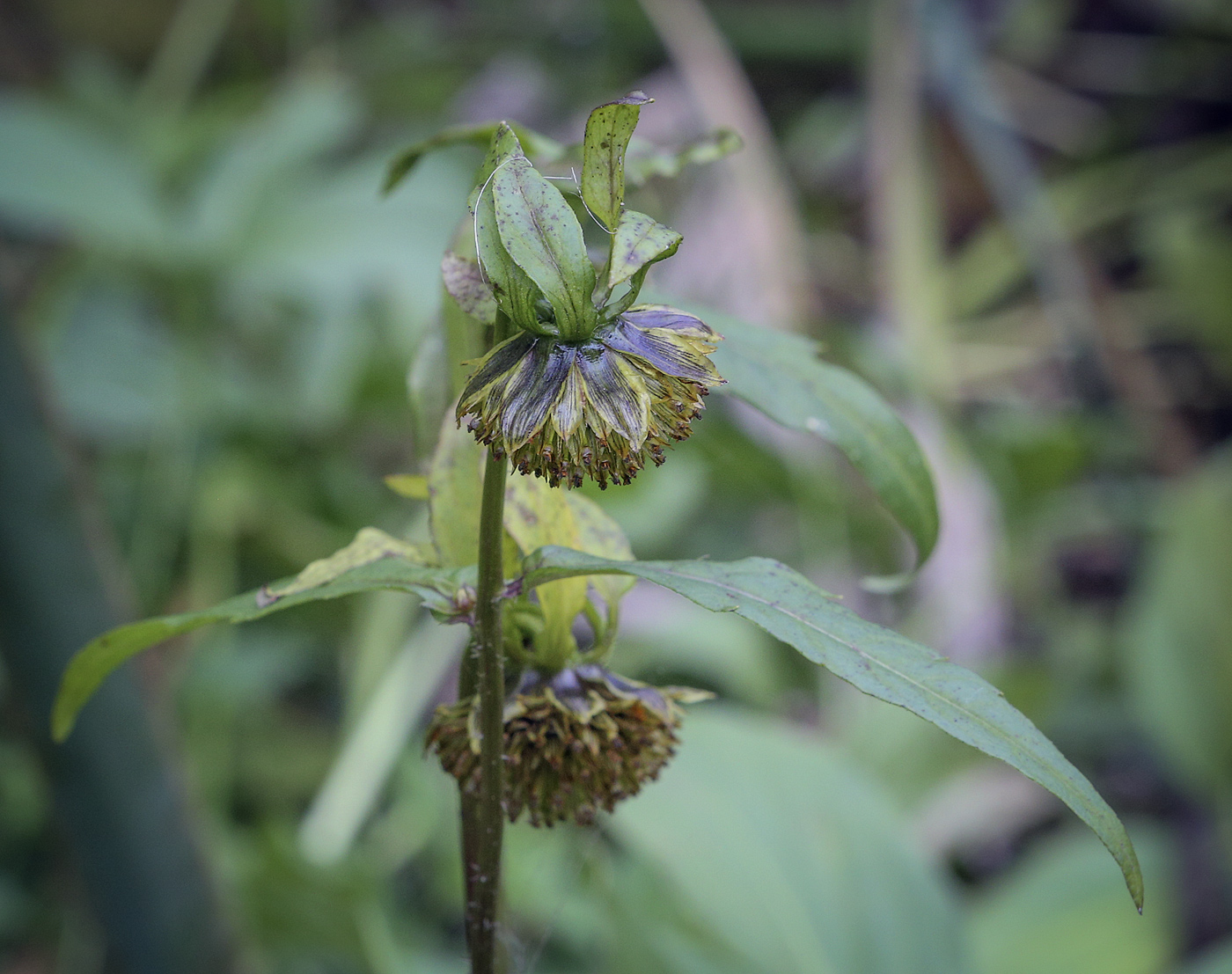 Image of Bidens cernua specimen.