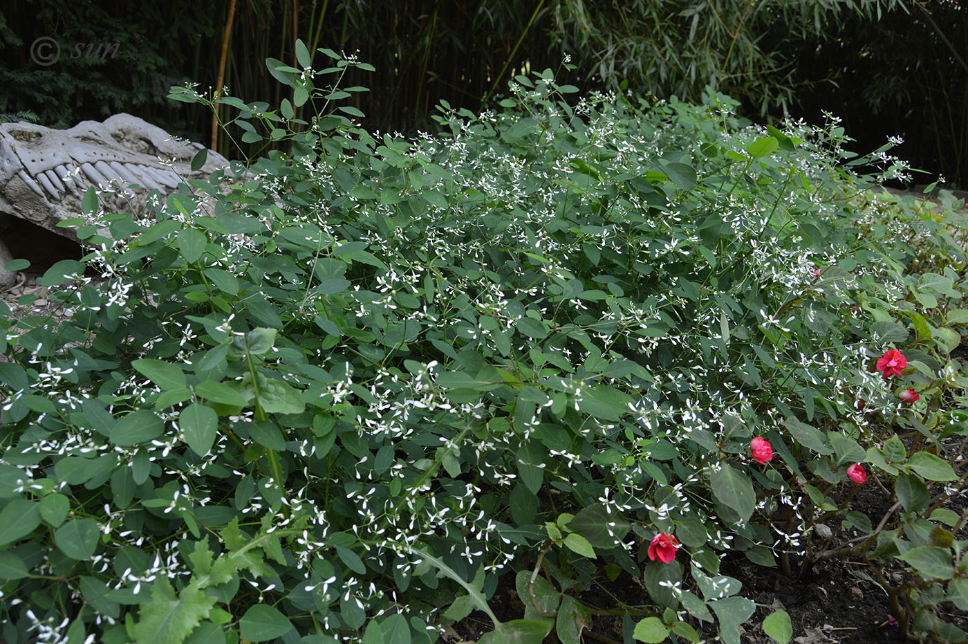 Изображение особи Euphorbia graminea.