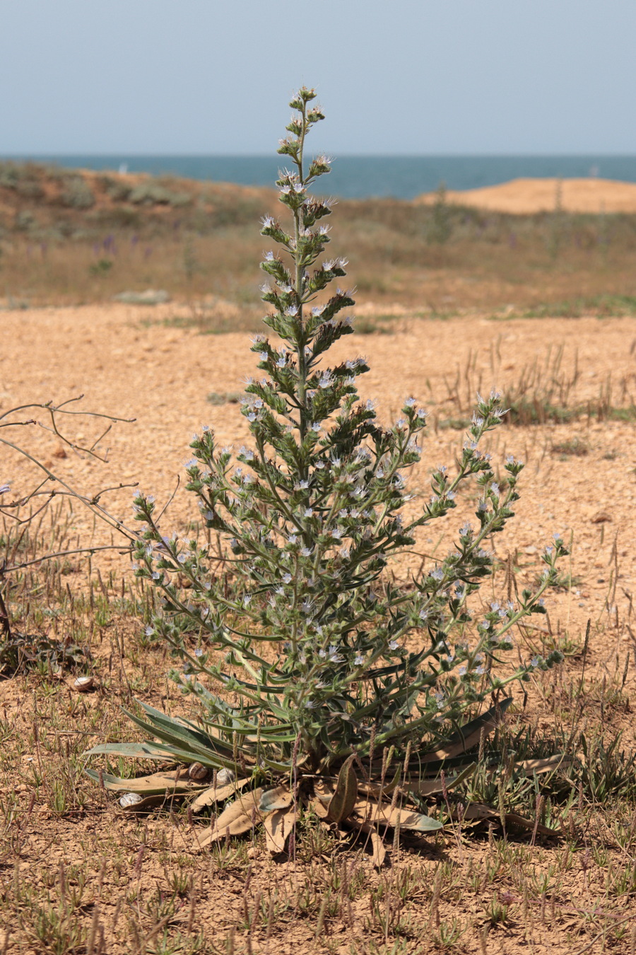 Изображение особи Echium biebersteinii.