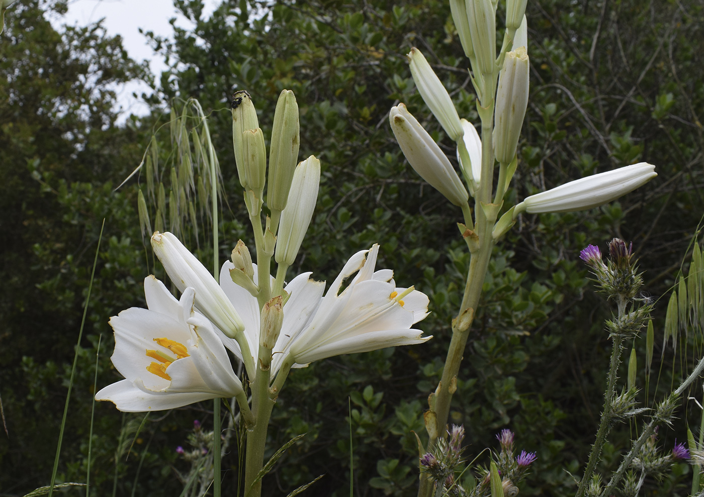 Изображение особи Lilium candidum.