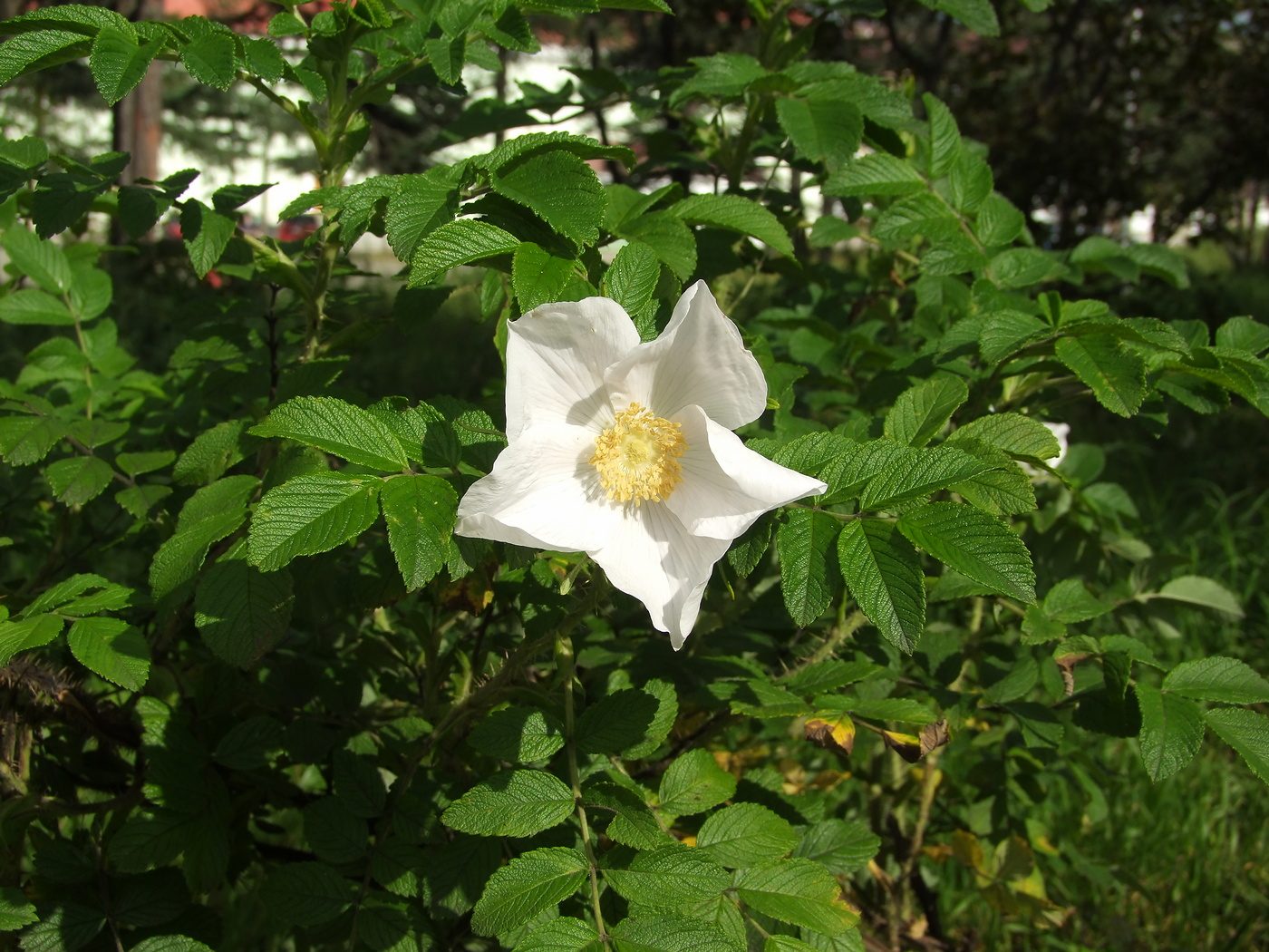 Image of Rosa rugosa specimen.