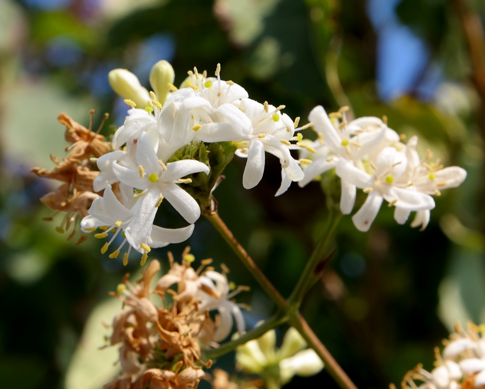 Image of Heptacodium miconioides specimen.