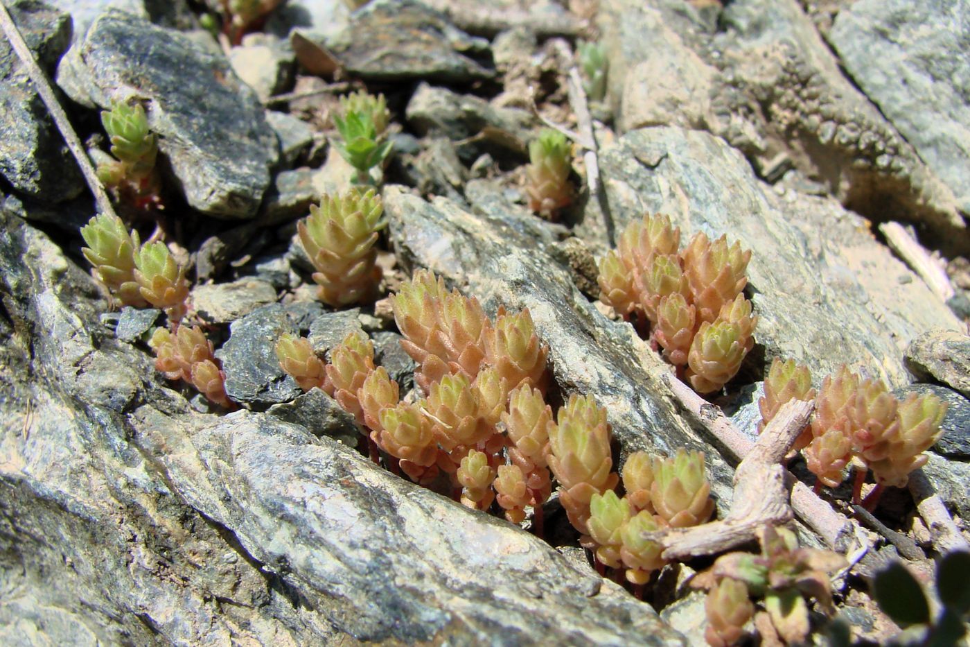 Изображение особи Macrosepalum tetramerum.