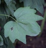 Dioscorea nipponica. Лист. Москва, Аптекарский огород, теневой сад, в культуре. 03.09.2021.