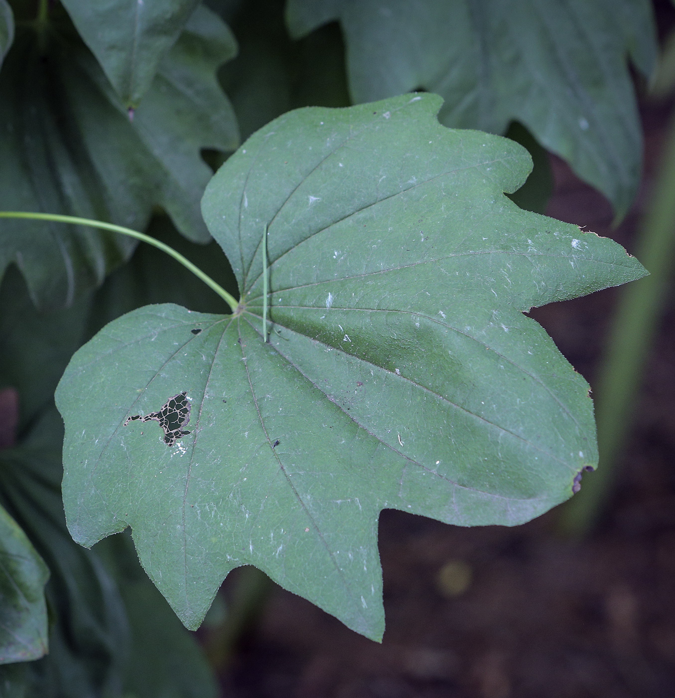 Изображение особи Dioscorea nipponica.