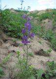 Delphinium hispanicum