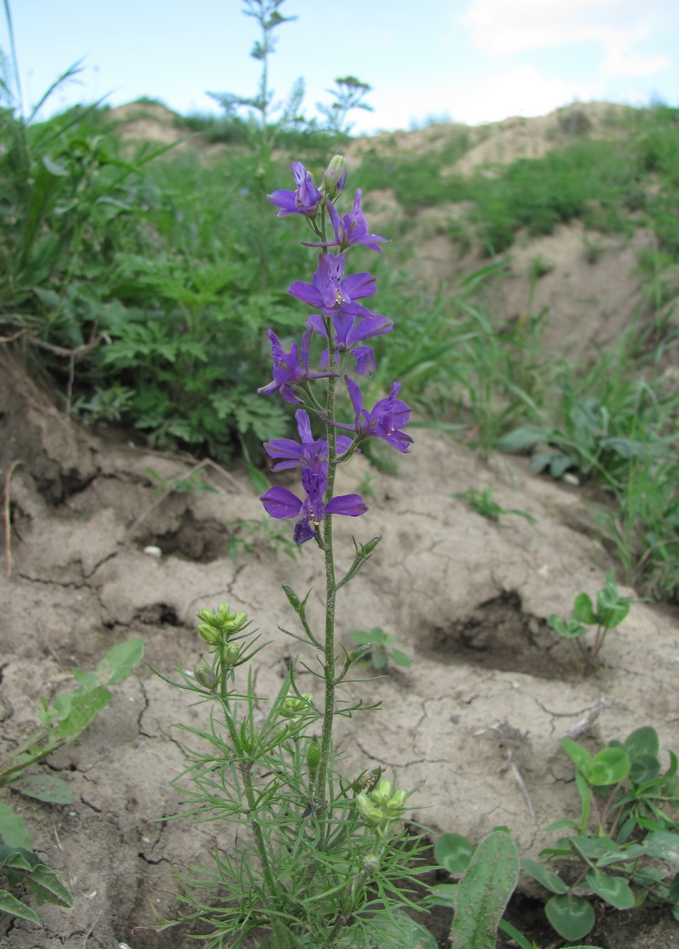Image of Delphinium hispanicum specimen.