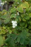 Symphoricarpos albus variety laevigatus. Побеги с соплодием и соцветиями. Карелия, г. Петрозаводск, Онежская набережная, придомовое озеленение. 27.09.2021.