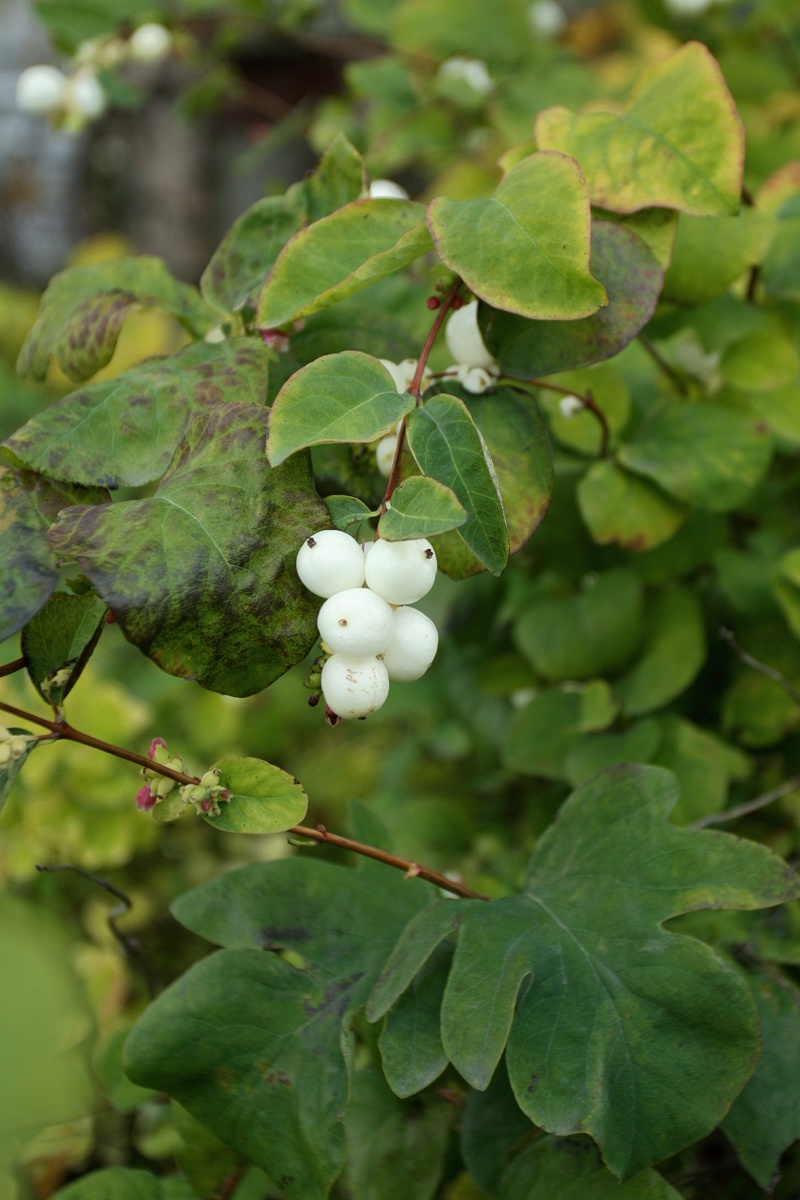 Image of Symphoricarpos albus var. laevigatus specimen.