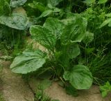 Plantago major