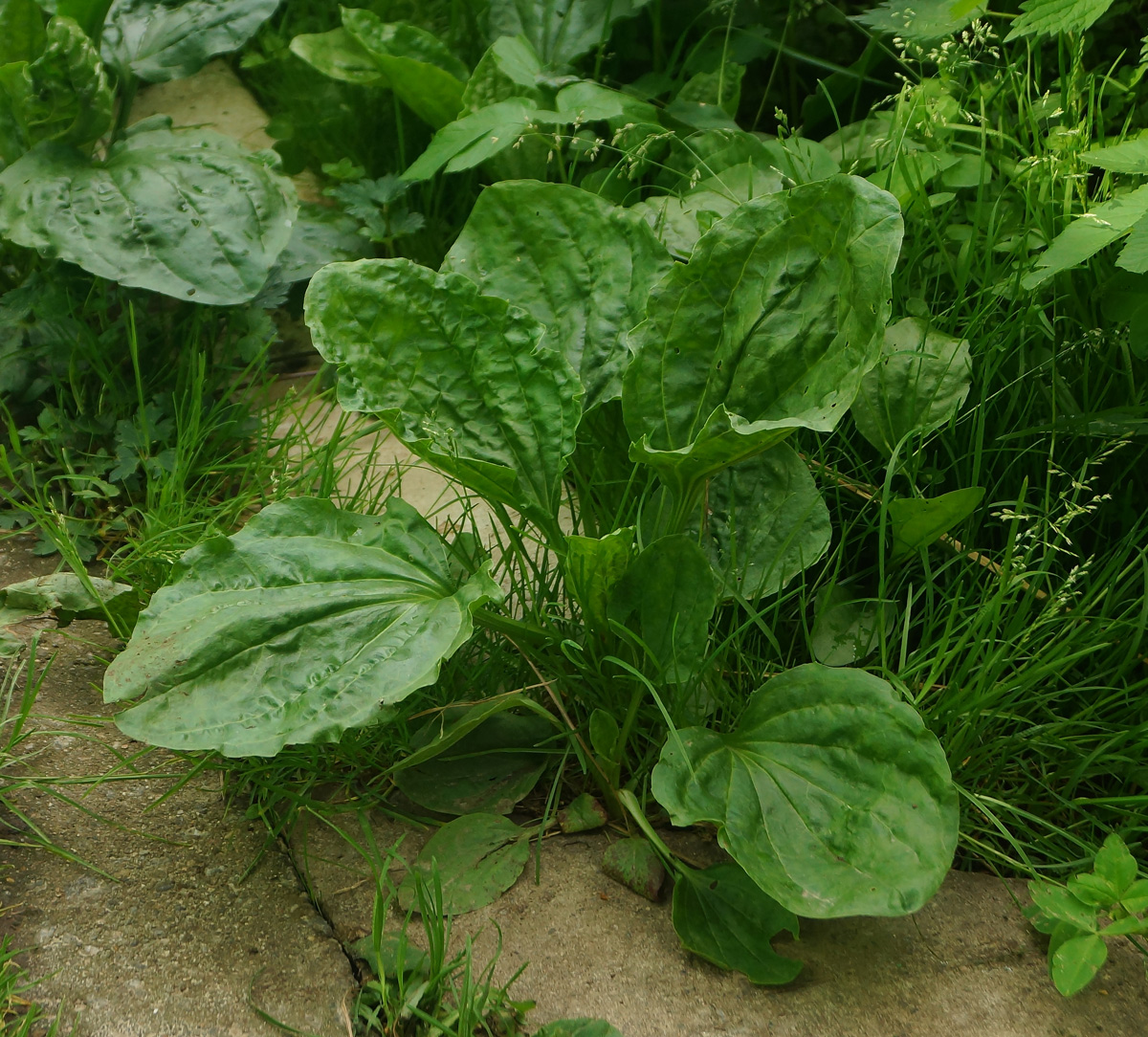 Image of Plantago major specimen.