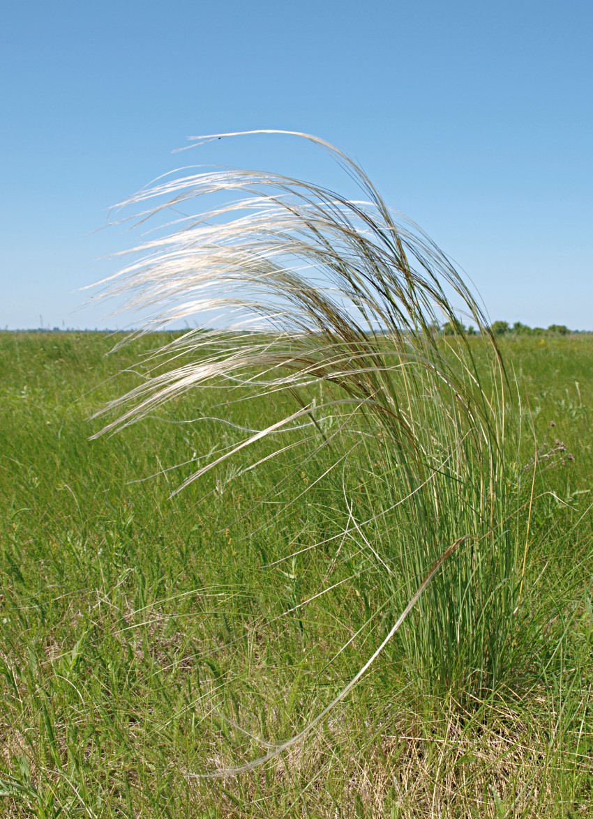 Image of genus Stipa specimen.