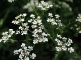 Anthriscus sylvestris. Соцветие. Москва, заказник \"Тёплый Стан\", маленькая поляна в смешанном лесу. 18.06.2021.