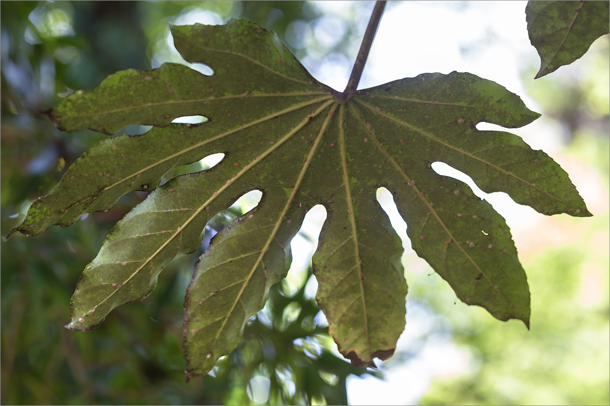 Image of Fatsia japonica specimen.