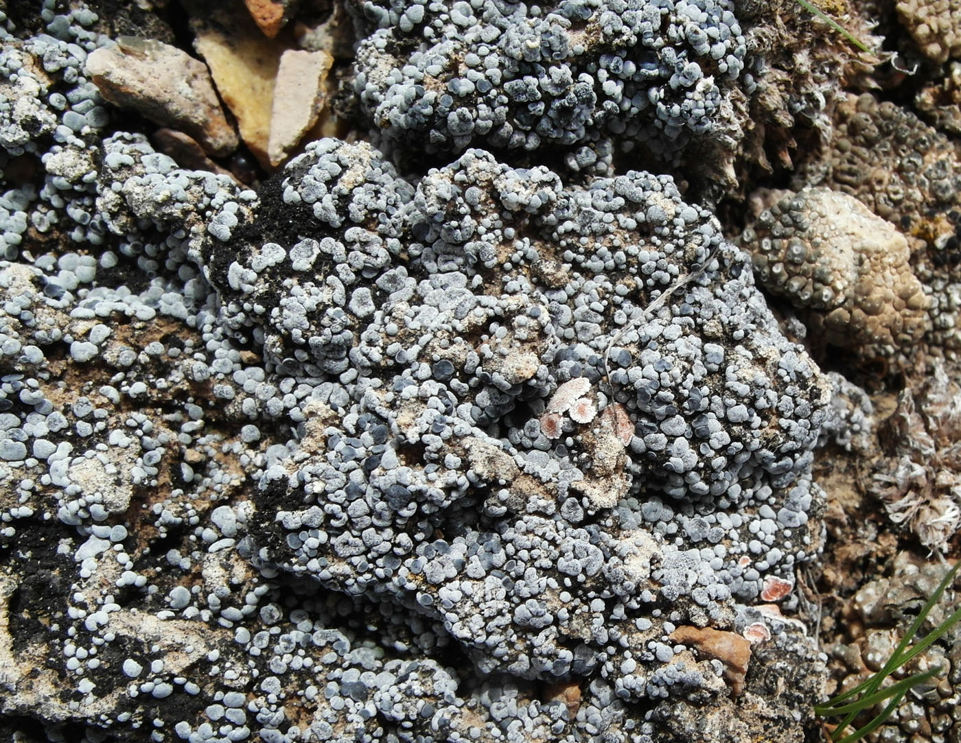 Image of Toninia sedifolia specimen.