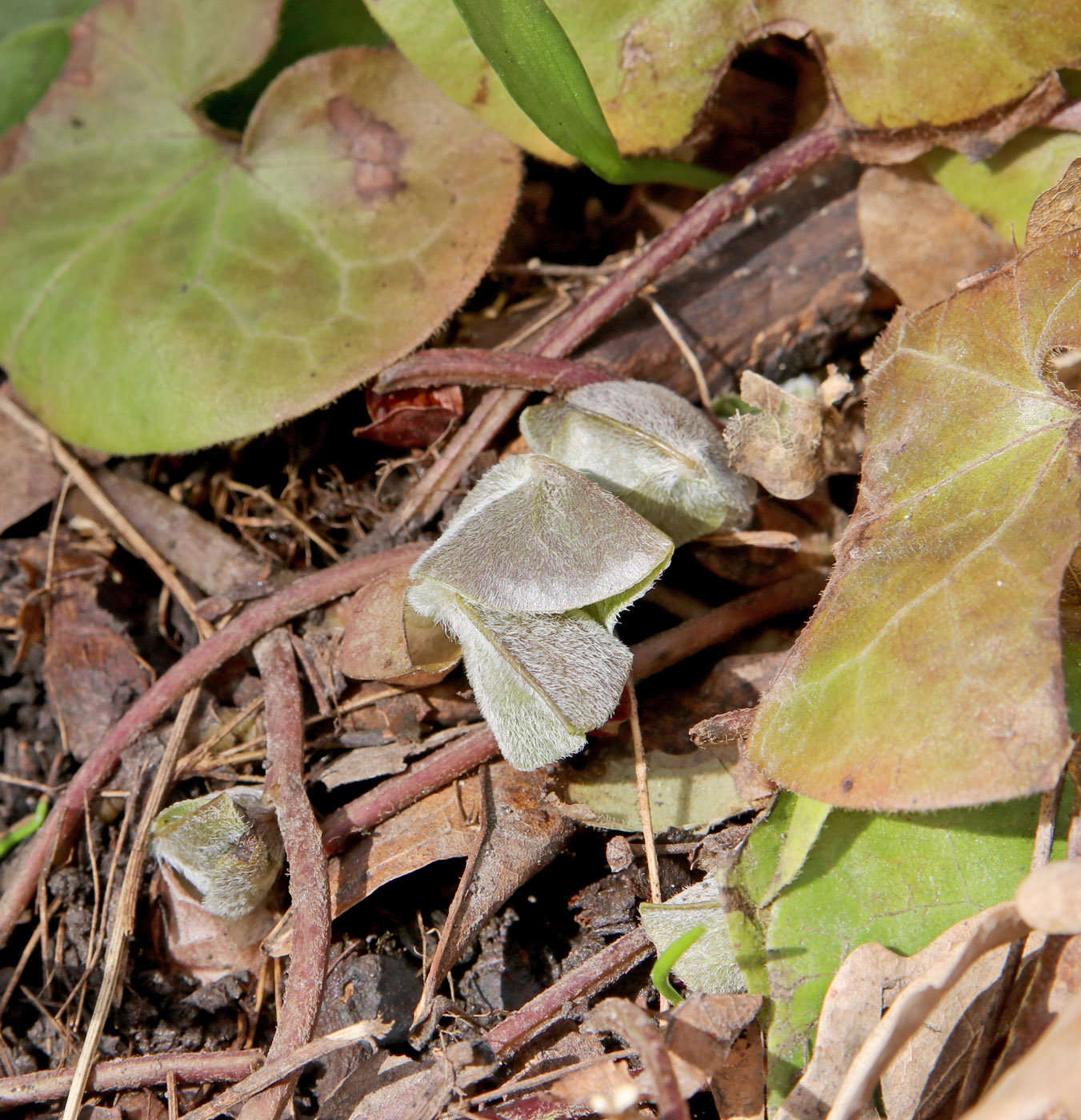 Image of Asarum europaeum specimen.