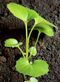 Doronicum orientale