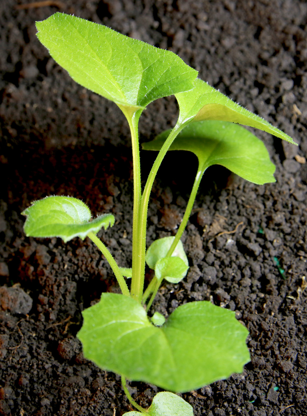 Image of Doronicum orientale specimen.