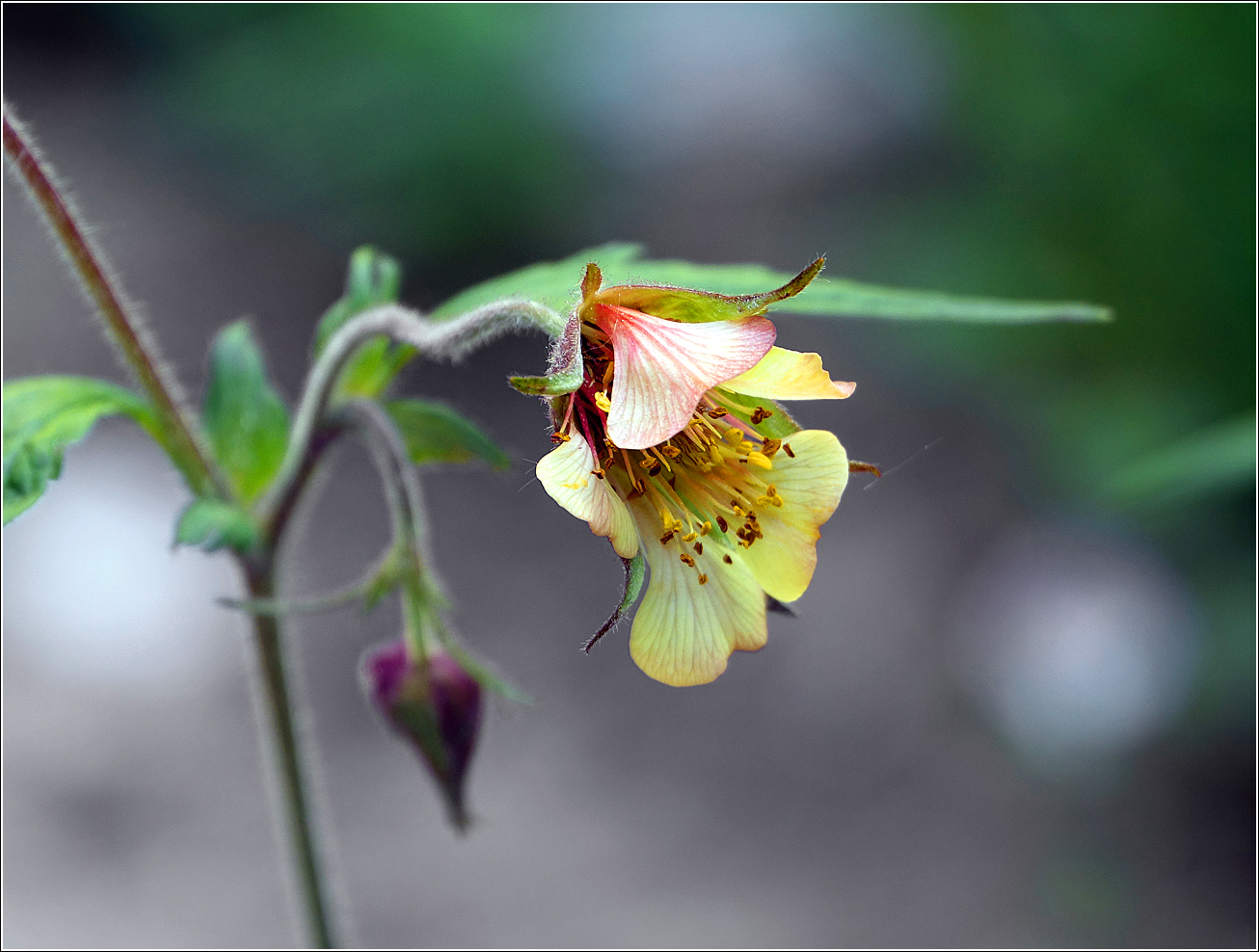 Image of Geum rivale specimen.