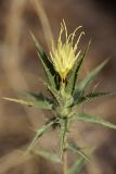 Carthamus lanatus