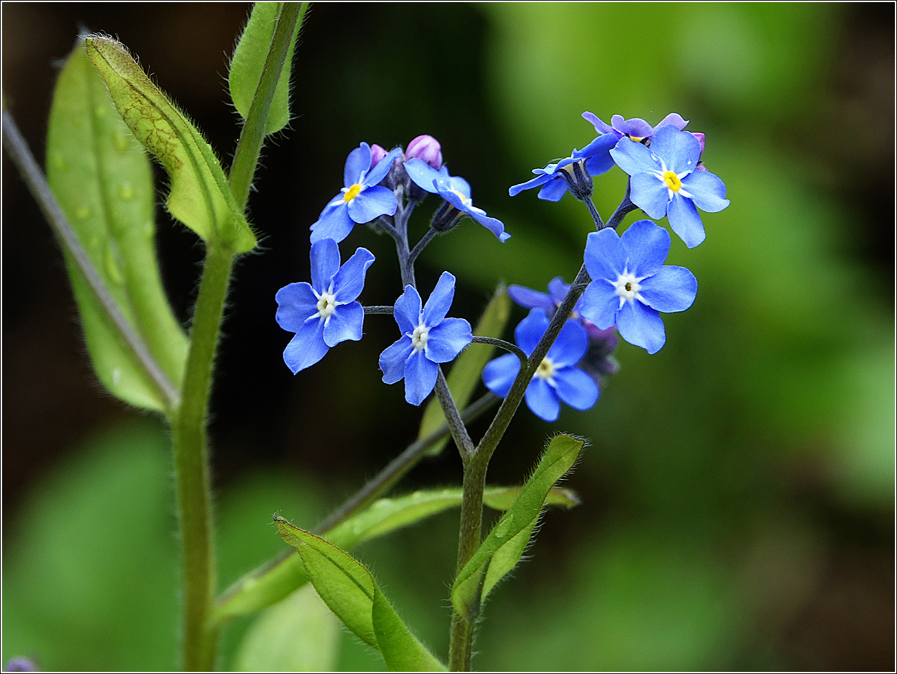 Изображение особи Myosotis sylvatica.