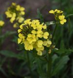 Erysimum ibericum