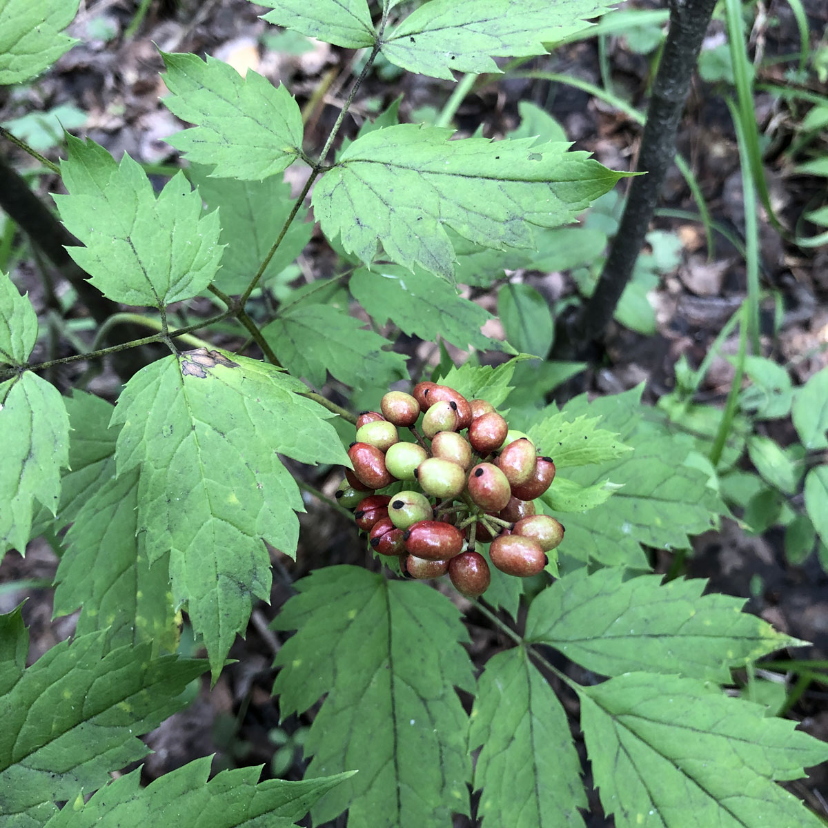 Изображение особи Actaea erythrocarpa.