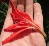 Gladiolus × gandavensis