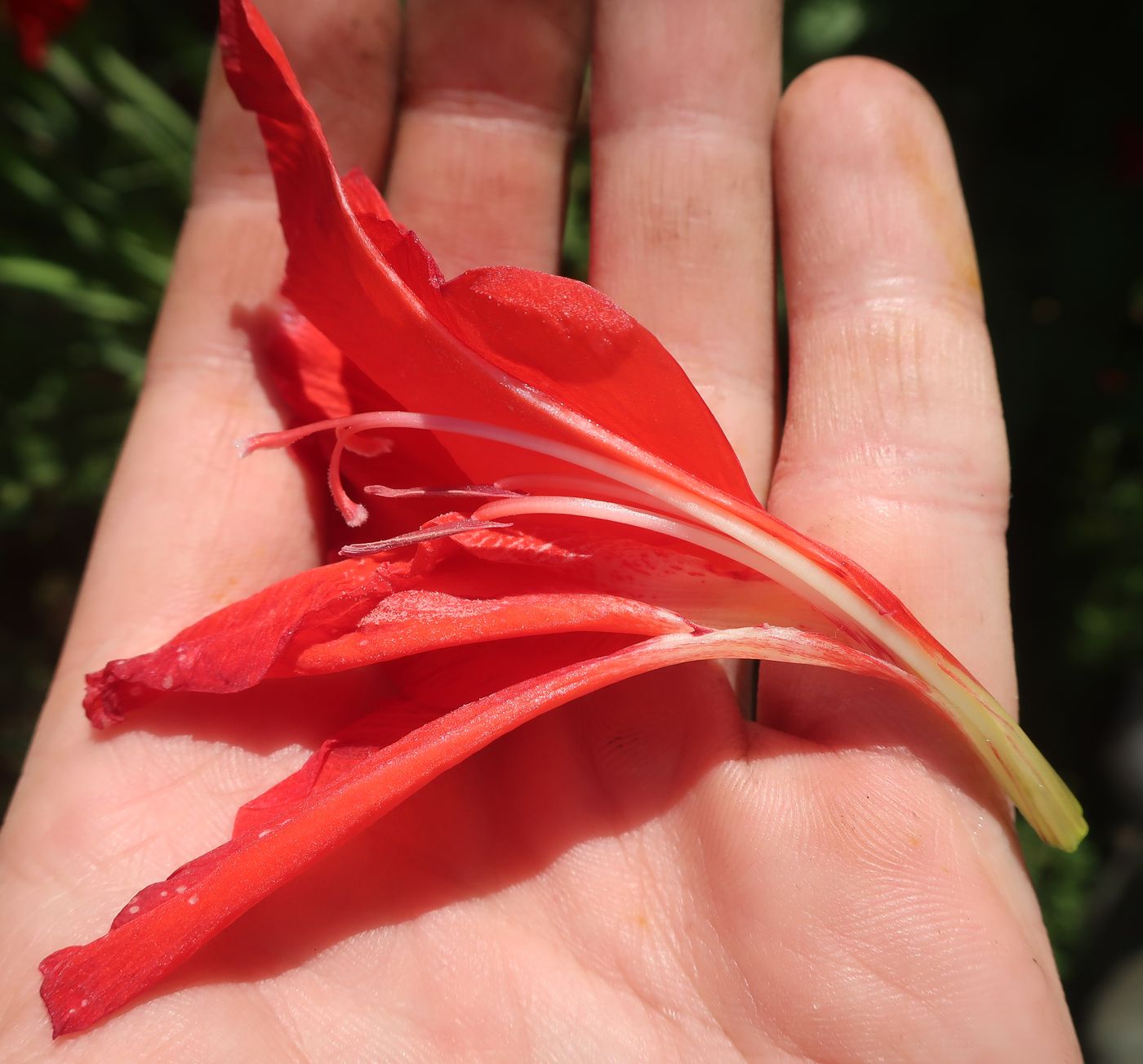 Image of Gladiolus × gandavensis specimen.