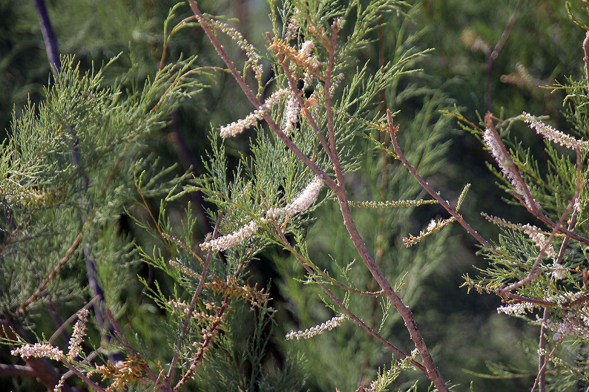 Image of genus Tamarix specimen.