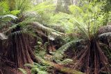 class Polypodiopsida. Взрослые растения. Австралия, штат Тасмания, национальный парк \"Mount Field\". 25.12.2010.