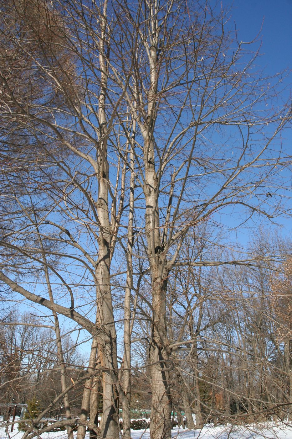 Image of Tilia begoniifolia specimen.