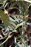 Astragalus krauseanus