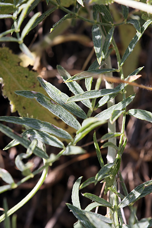 Изображение особи Astragalus krauseanus.